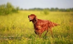 Irski setter (foto): lovac i suputnik sa aristokratskim izgledom